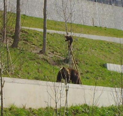 Bären in Bern Bären in Bern